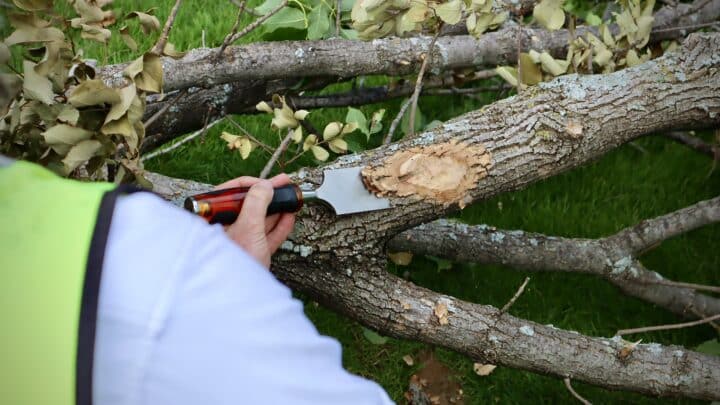 Emerald Ash Borer | Southern Botanical | Dallas Tree Services