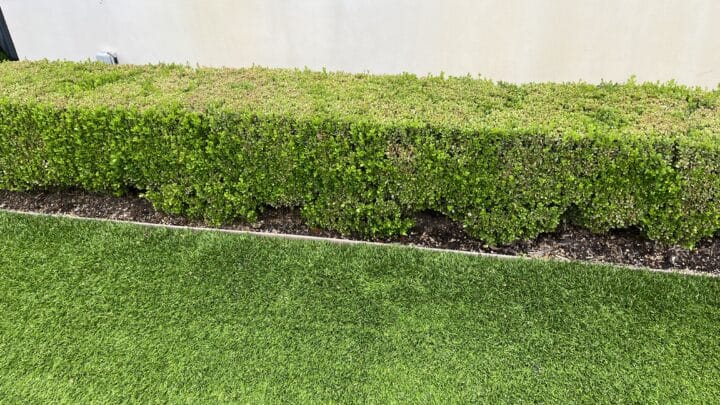 Lawn Care | Southern Botanical