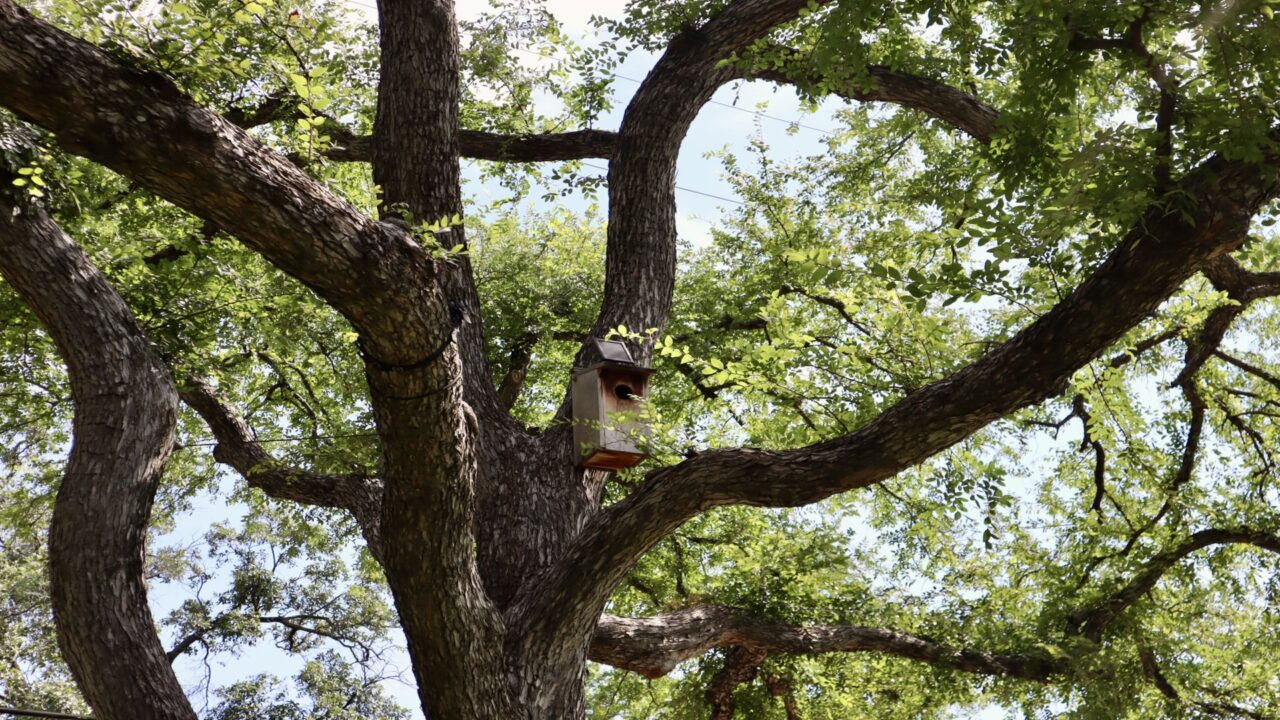 Old Preston Hollow | Dallas, Texas | Southern Botanical Landscape Maintenance