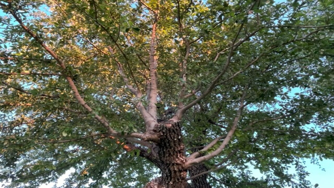 Southern Botanical Certified Arborist Tree Services