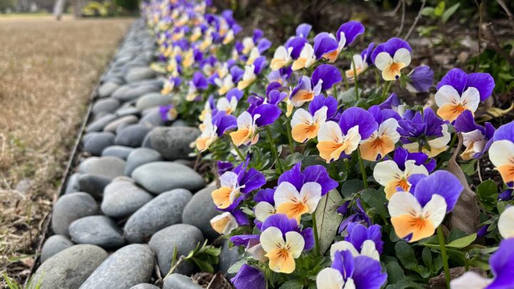 Southern Botanical landscaping Dallas Fort Worth