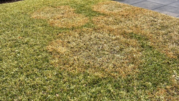 Brown Patch is a common lawn disease that affects various types of grasses, particularly St. Augustine grass, which is widely used in Texas.