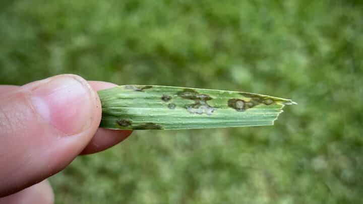 Lawn Care | Southern Botanical