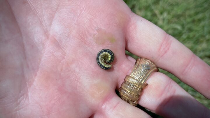 Army Worms in Dallas, Texas | Southern Botanical lawn care