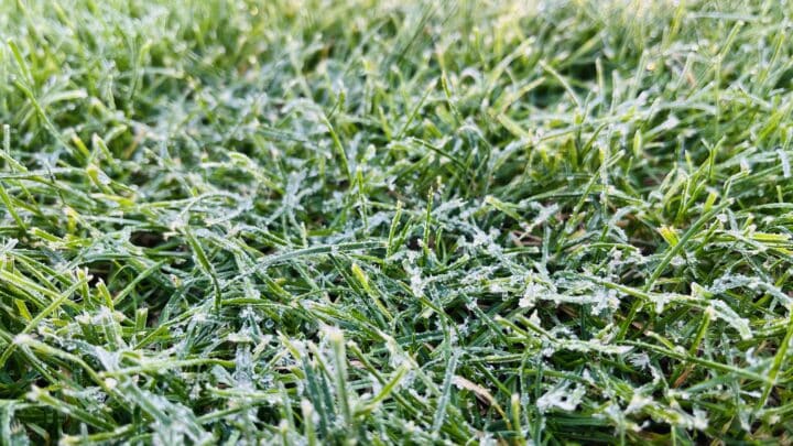 Lawn Care | Southern Botanical