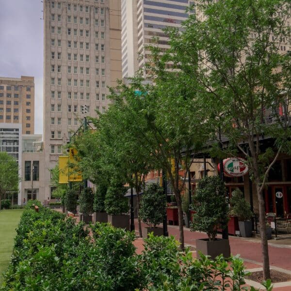 Tasset Eye landscaping by Southern Botanical