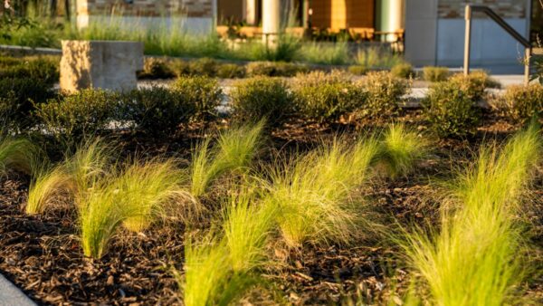 Texas Christian University | Commercial Landscaping by Southern Botanical