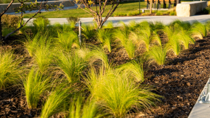 Dallas landscape design