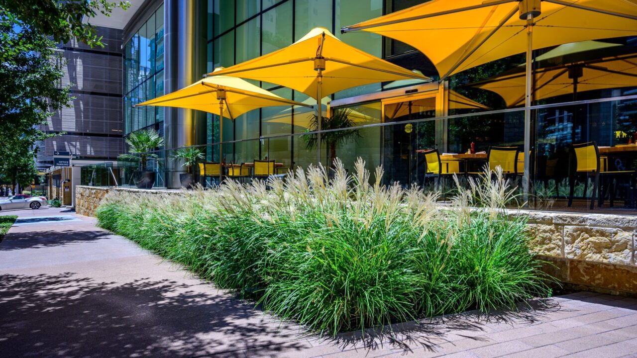 Commercial Landscaping | Southern Botanical | McKinney & Olive