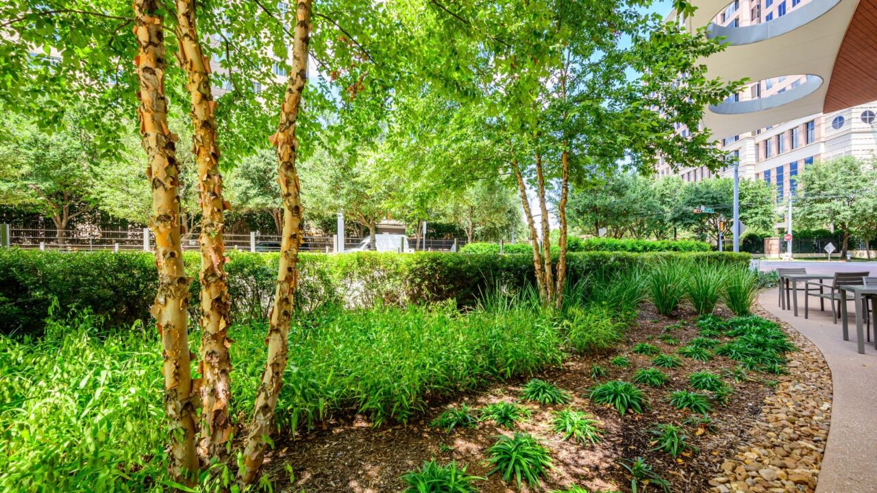 Commercial Landscaping | Southern Botanical | McKinney & Olive