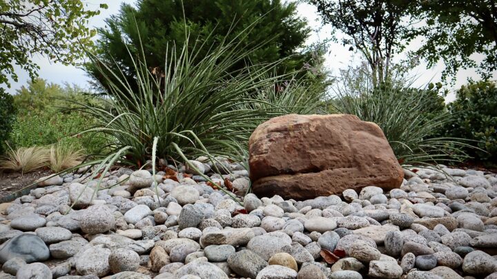 Native Texas Plants in Modern Landscape Design