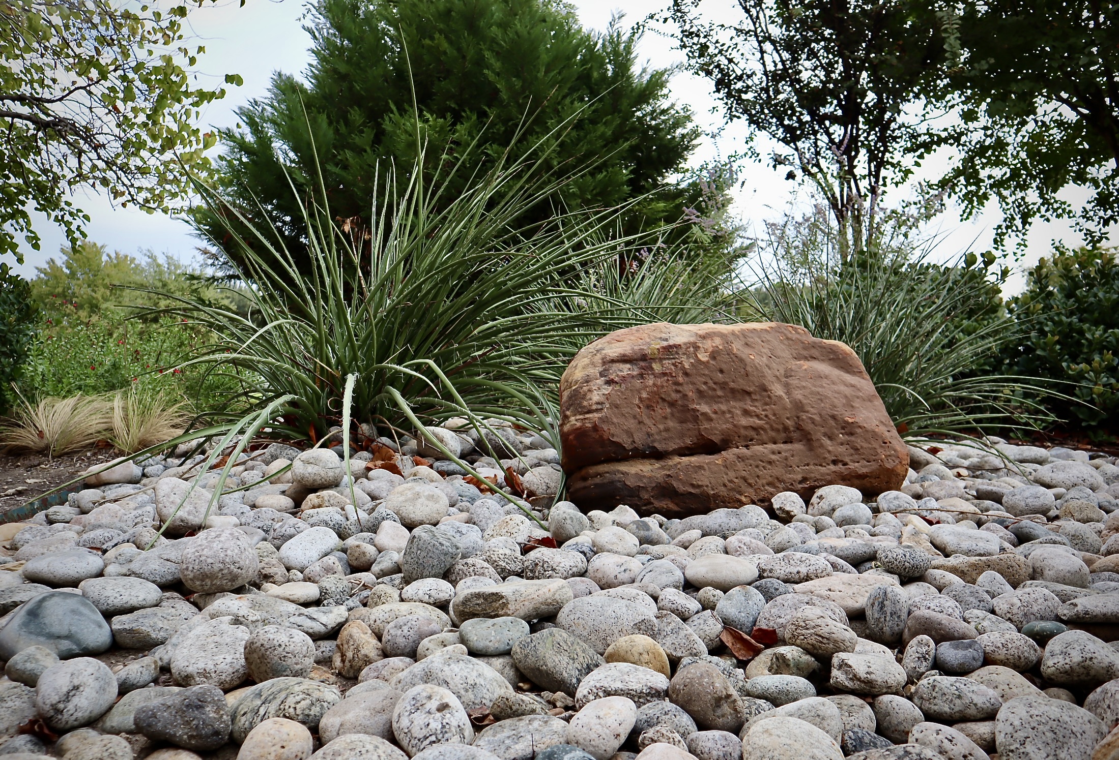 Native Texas Plants in Modern Landscape Design