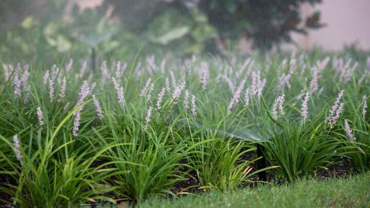 commercial irrigation service | Southern Botanical