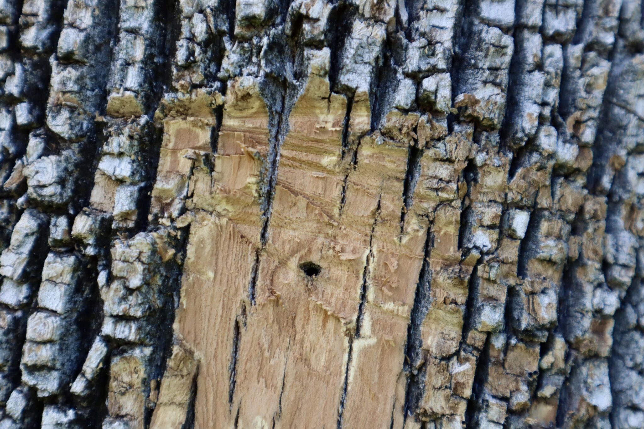 Early Detection of Emerald Ash Borers in Texas - Southern Botanical