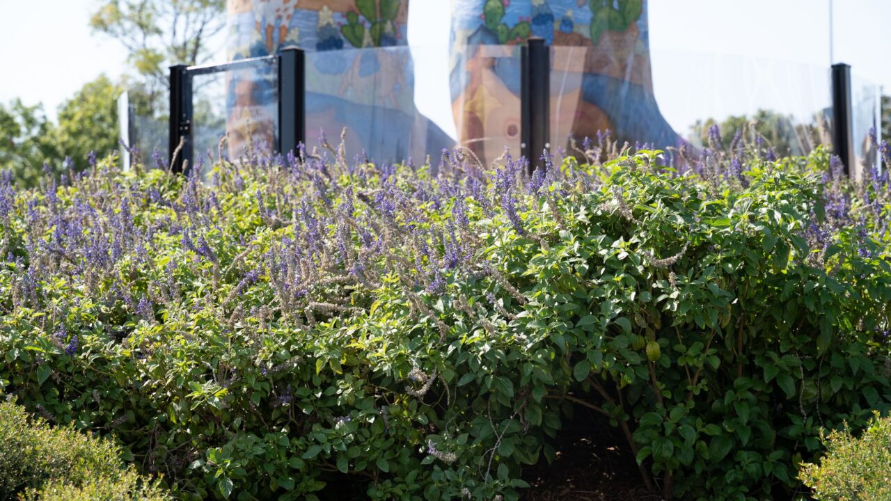 vibrant landscaping under Big Tex